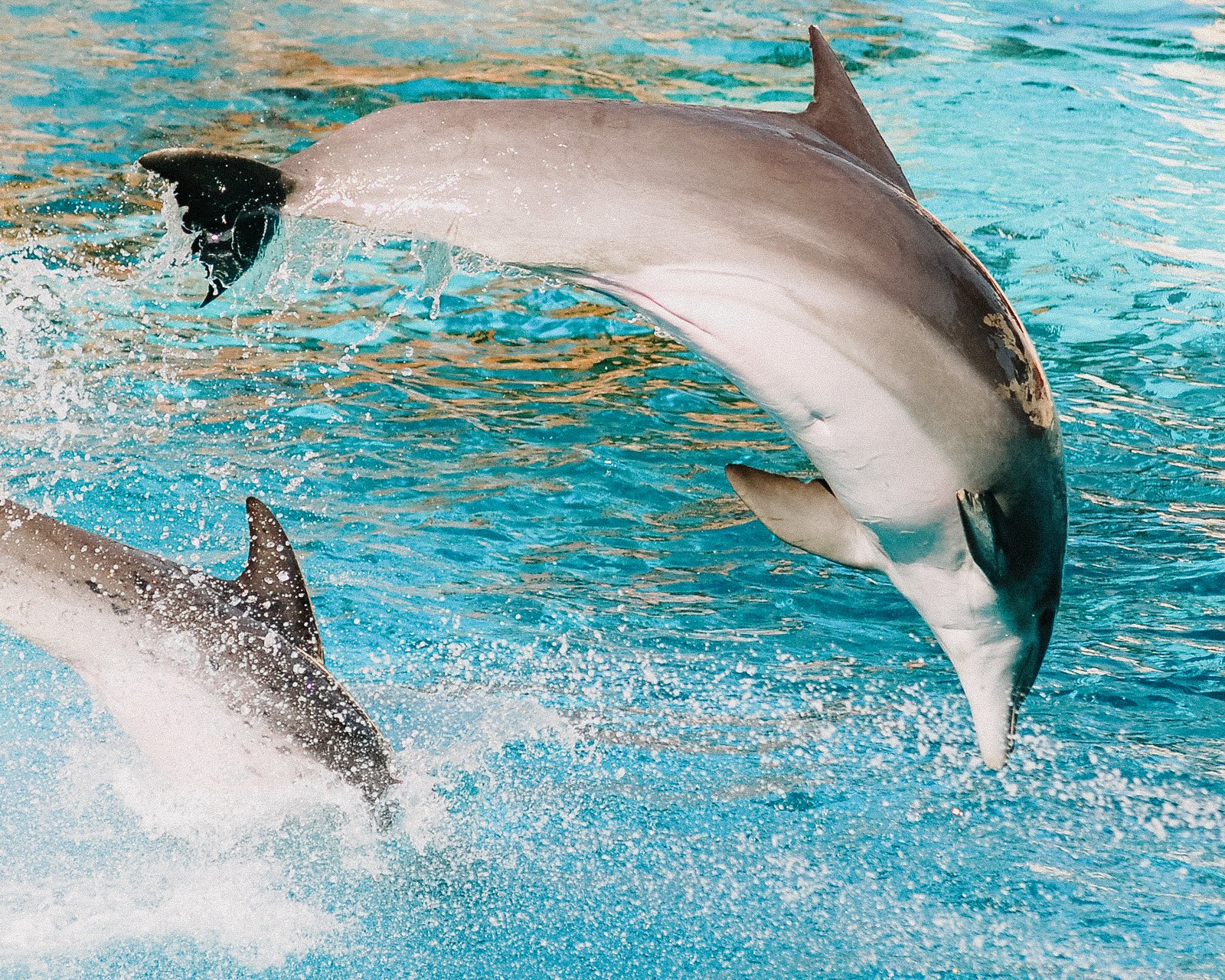 Two dolphins show