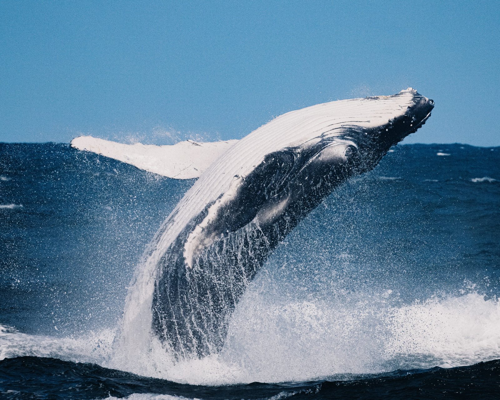 A big blue whale jumps out of water