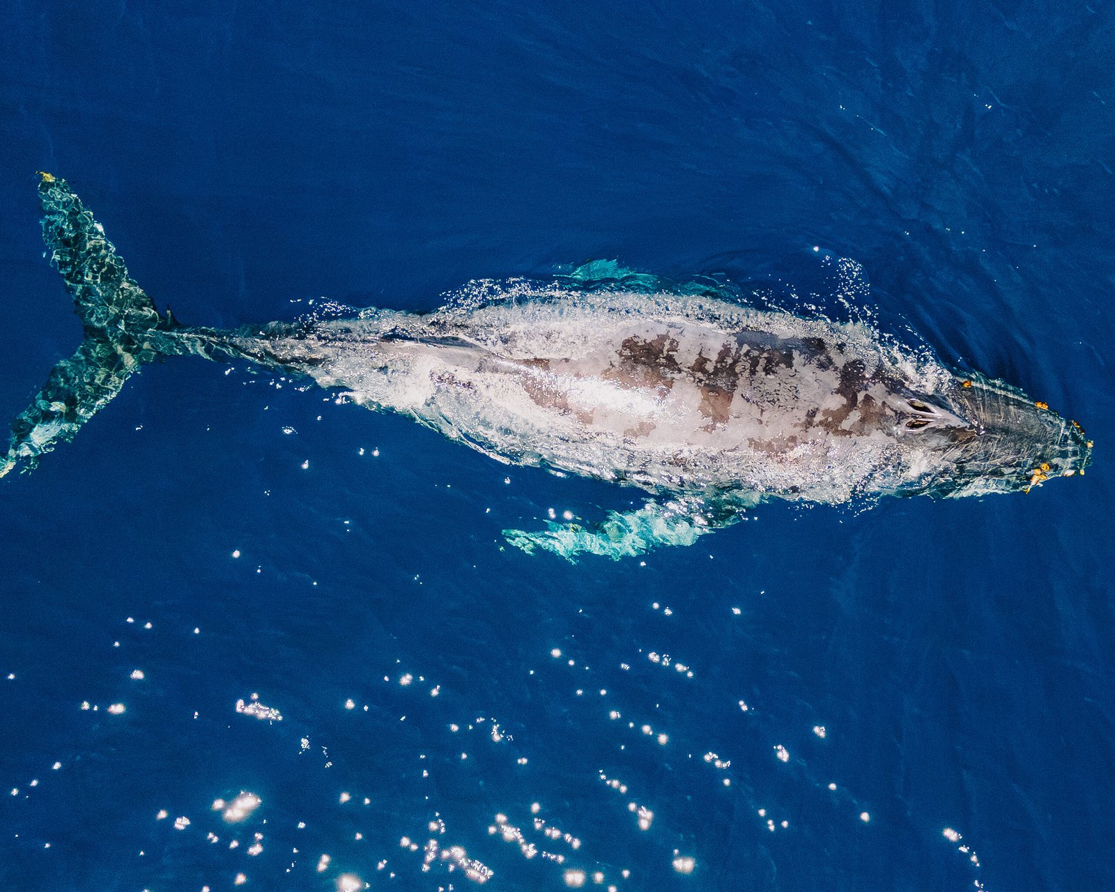 humpback-whale-swimming-gracefully-in-deep-blue-oc-2026-04-08-20-21-07-utc.jpg