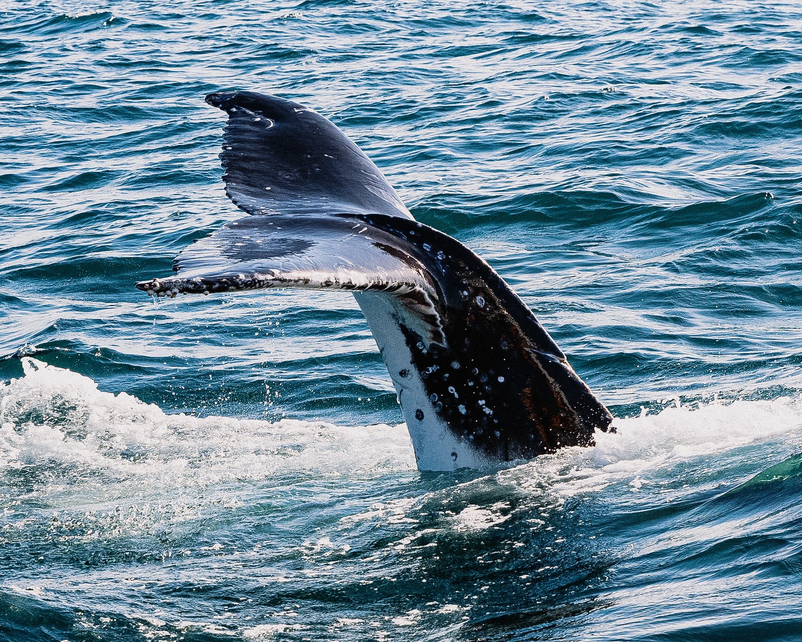 A big blue whale jumps out of water