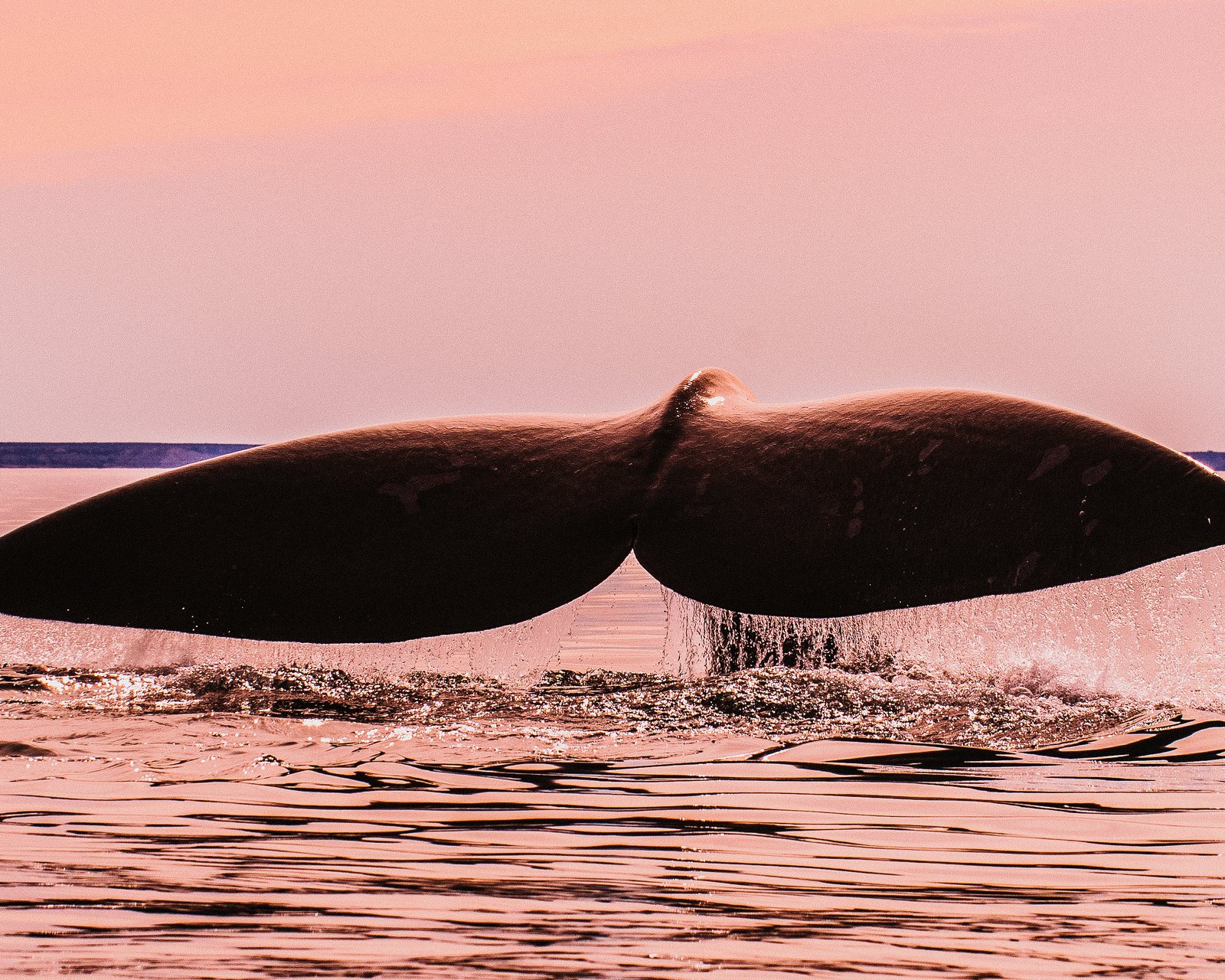 whale-tail-in-peninsula-valdes-patagonia-argent-2026-03-26-10-06-44-utc.jpg
